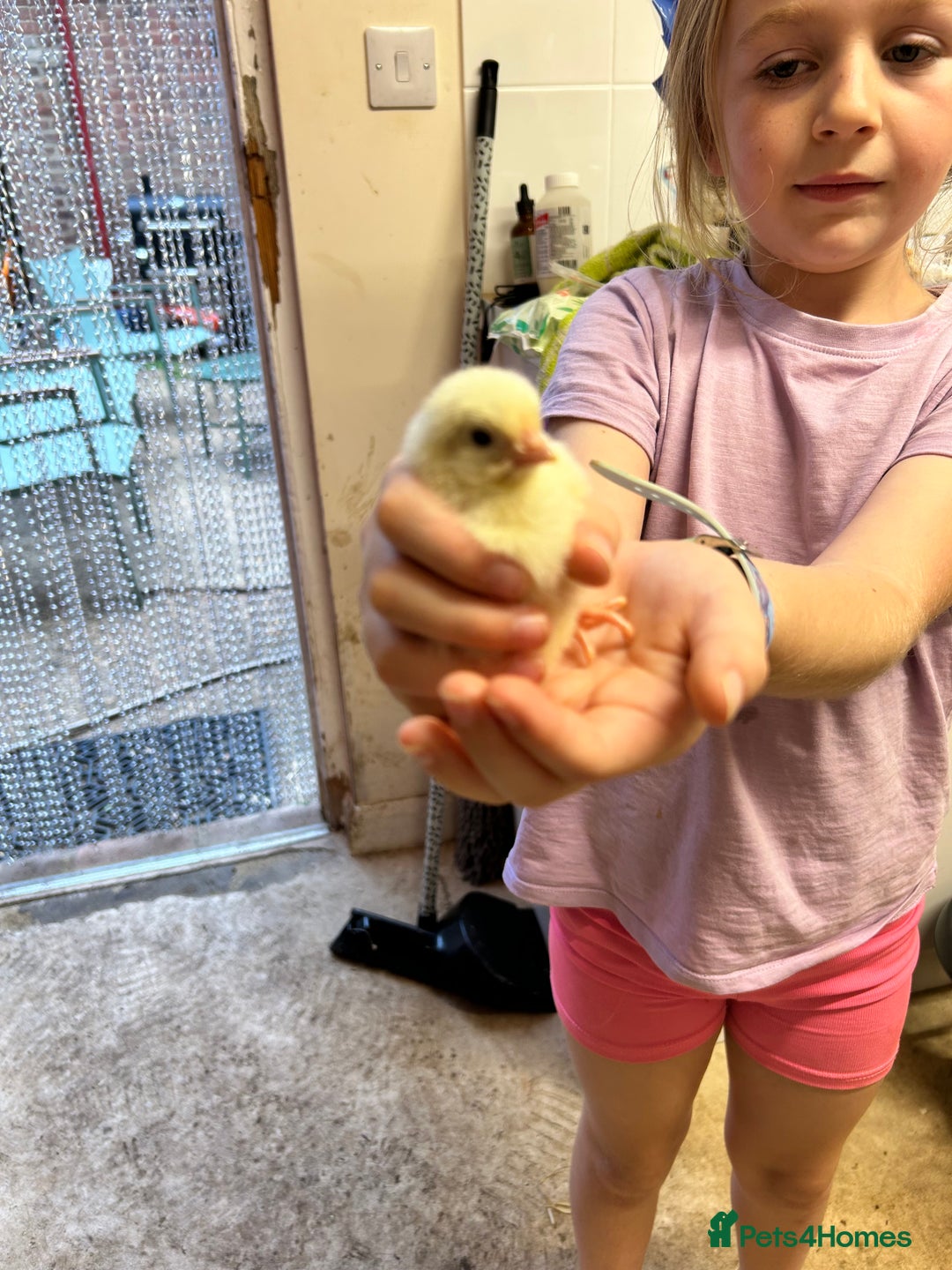 Chickens poultry for sale: Large Fowl Hybrid Chicks For Sale. Day olds  - Image 9