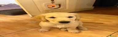 Golden Retriever 4
