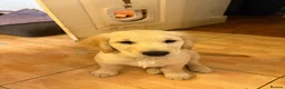 Golden Retriever dogs for sale: Puppies ready for loving forever homes - Advert 3