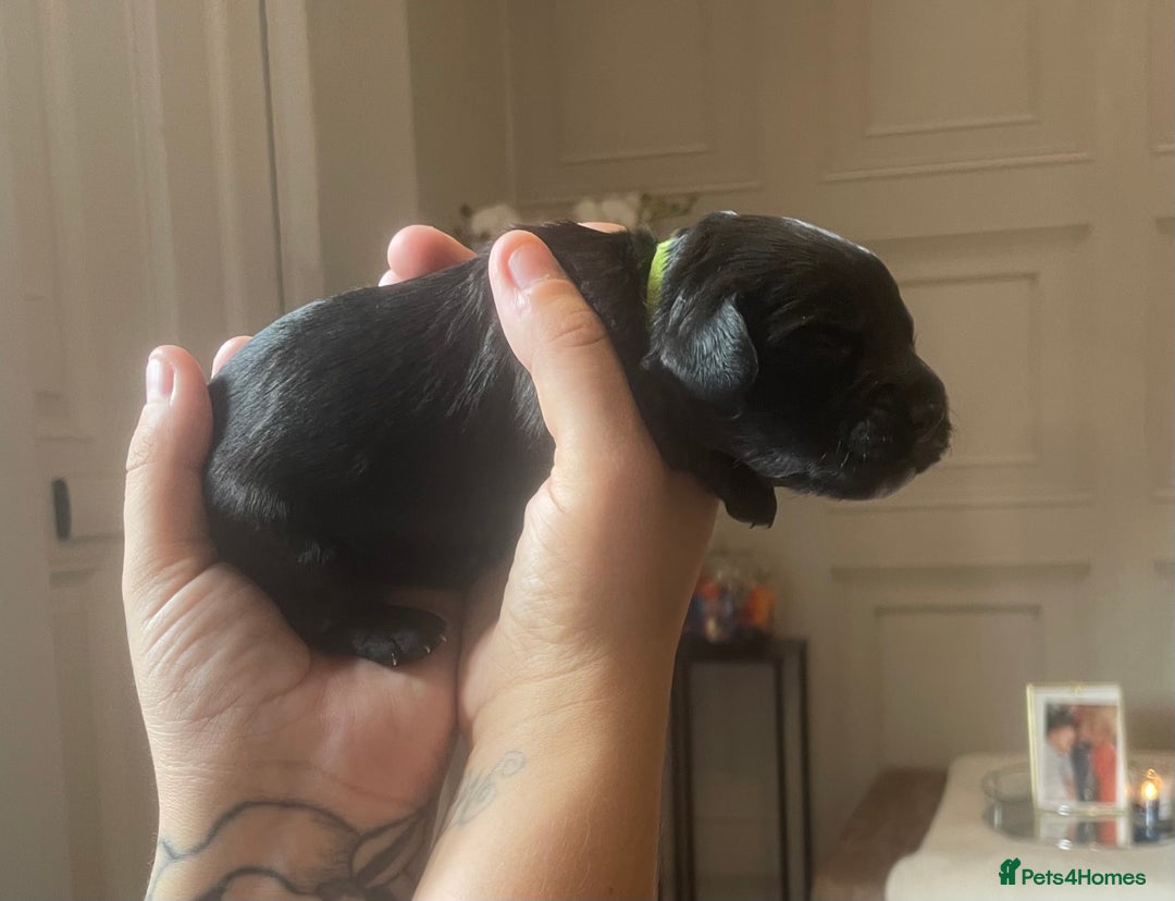 Cocker Spaniel dogs for sale: Cocker spaniel puppies  - Image 4