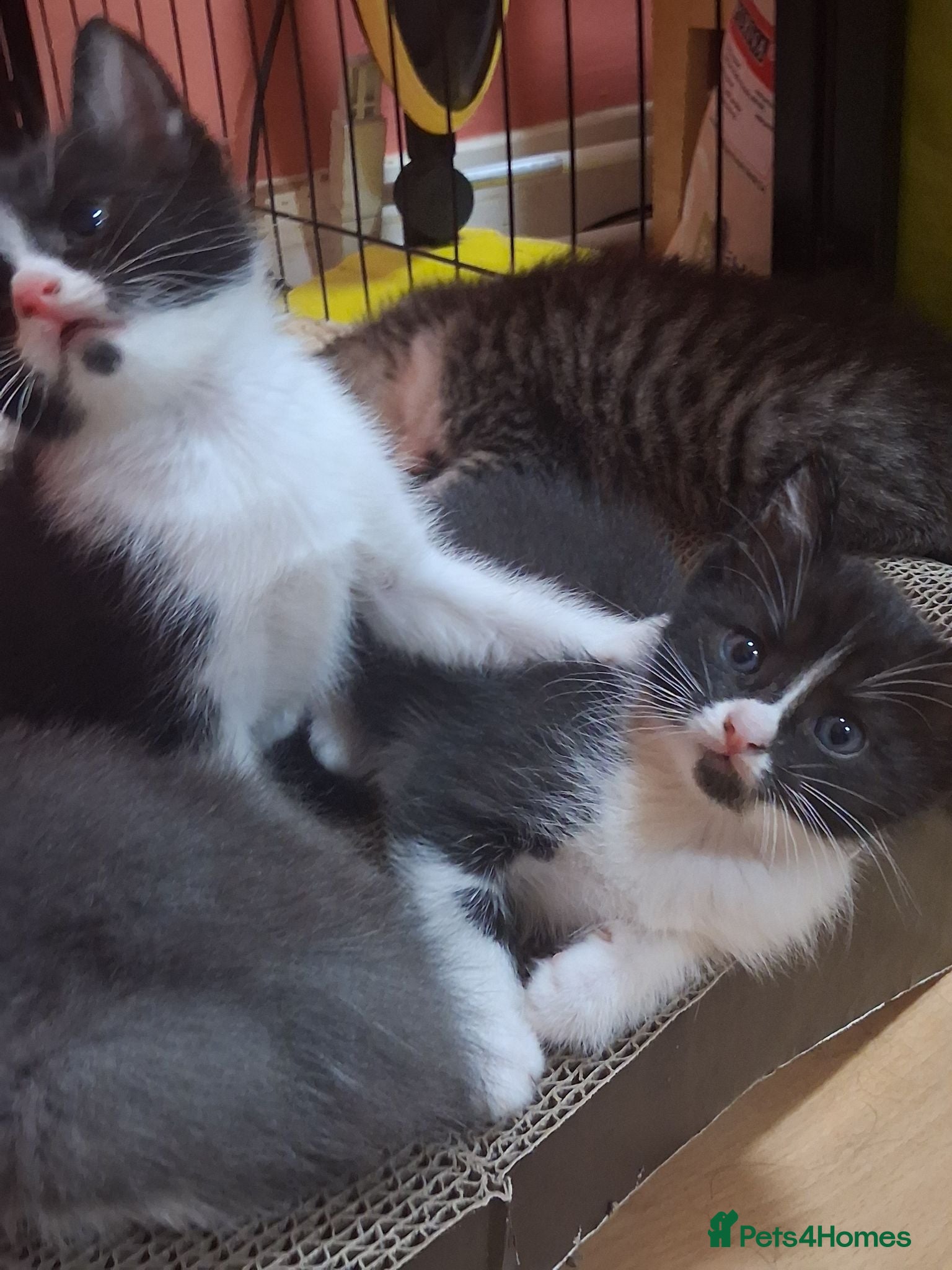 Ragdoll cats Only 2 ragdoll cross kittens left  - Advert 1