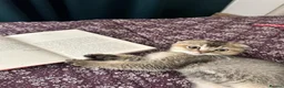 Scottish Fold cats for sale: Gentle & Loving Tabby Cat Looking for a Home in Manchester - Advert 6