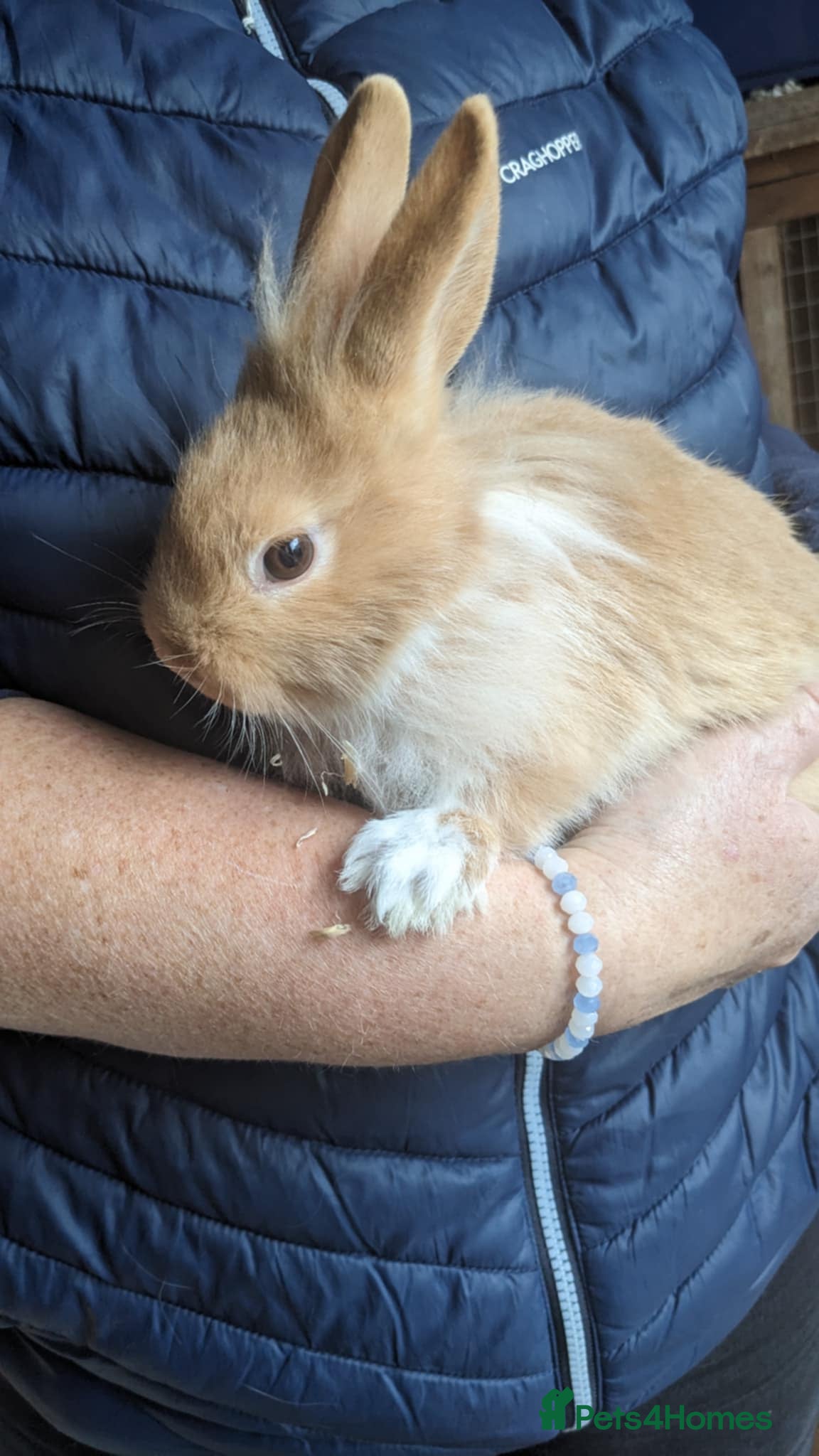 Lionhead rabbits Very Tame Lionheads - Advert 4