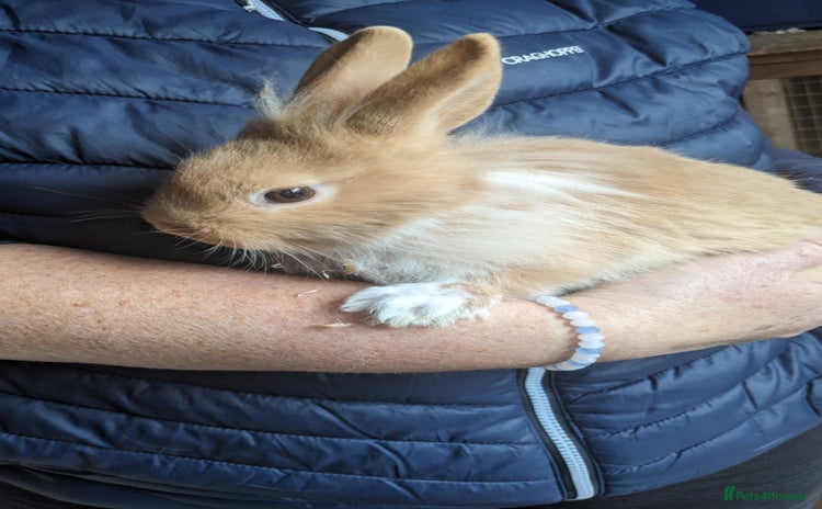 Lionhead rabbits Very Tame Lionheads - Advert 2