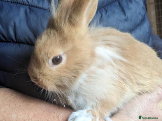 Lionhead rabbits Very Tame Lionheads - Advert 16