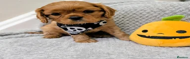 Cavalier King Charles Spaniel 1