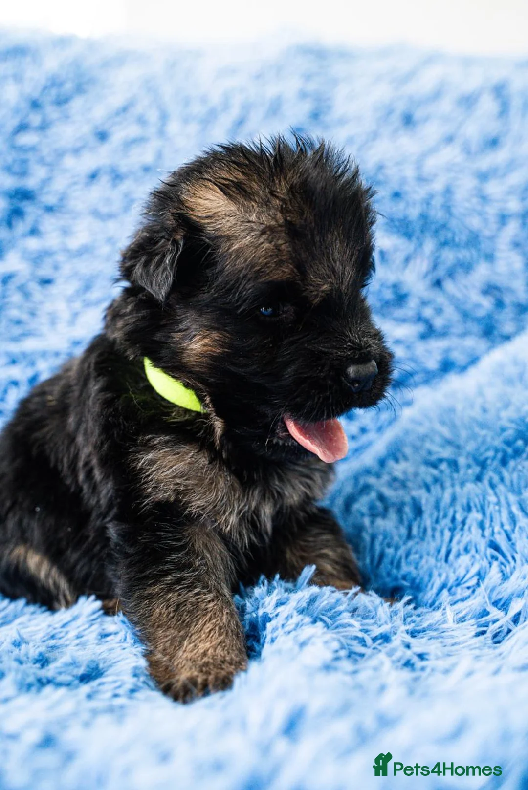 German Shepherd dogs for sale: 8 Gorgeous Pups out  of Xandor di Casa Massarelli - Advert 8