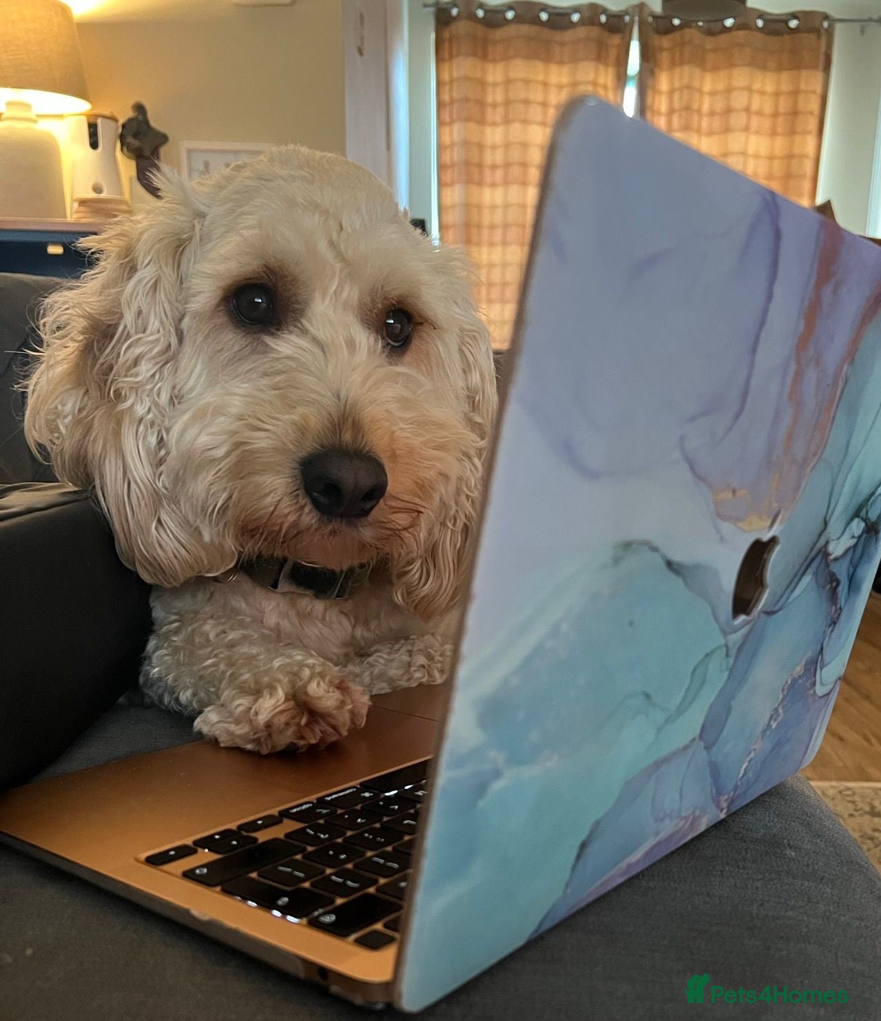 Cockapoo dogs Handsome & loyal WOODY needs a new Loving Home - Advert 1