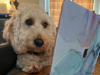 Cockapoo dogs - Advert 1