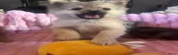 Pomeranian dogs for sale: Pomeranian puppies  - Advert 11