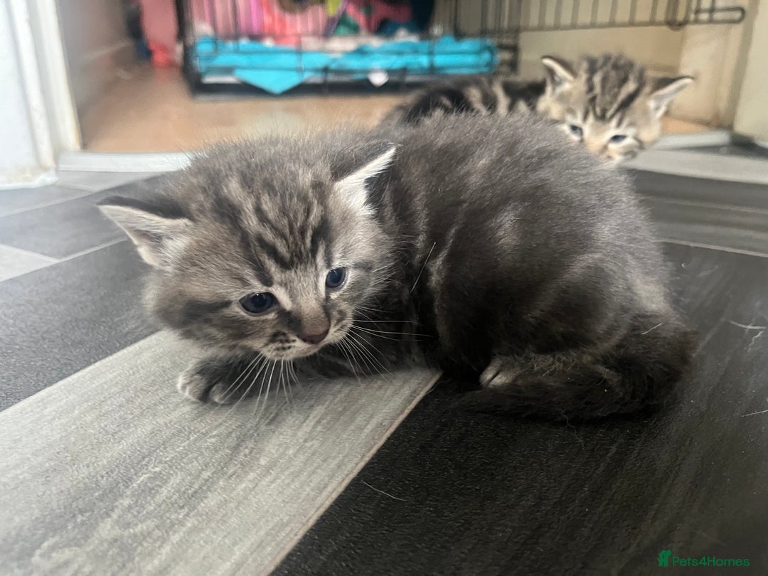Mixed Breed cats for sale: 4 beautiful friendly mixed breed kittens for sale  in Northwich - Image 2