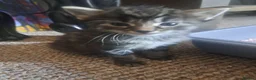 Mixed Breed cats for sale: Fluffly kittens £50 - Advert 8