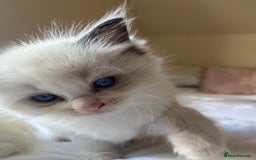 Ragdoll cats for sale: 🎀Beautiful Ragdoll kittens (TICA reg)🎀 - Image 26