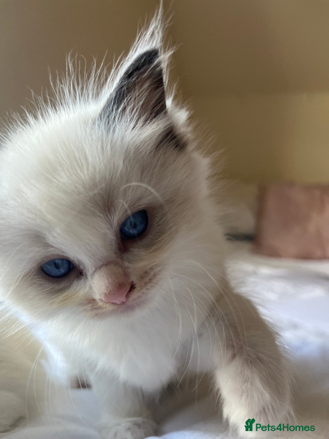 Ragdoll cats for sale: 🎀Beautiful Ragdoll kittens (TICA reg)🎀 - Image 26