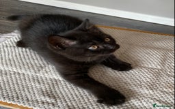 British Shorthair cats for sale: Black British Shorthair male  - Image 4
