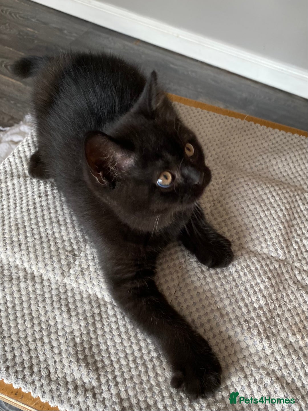 British Shorthair cats for sale: Black British Shorthair male  - Image 4