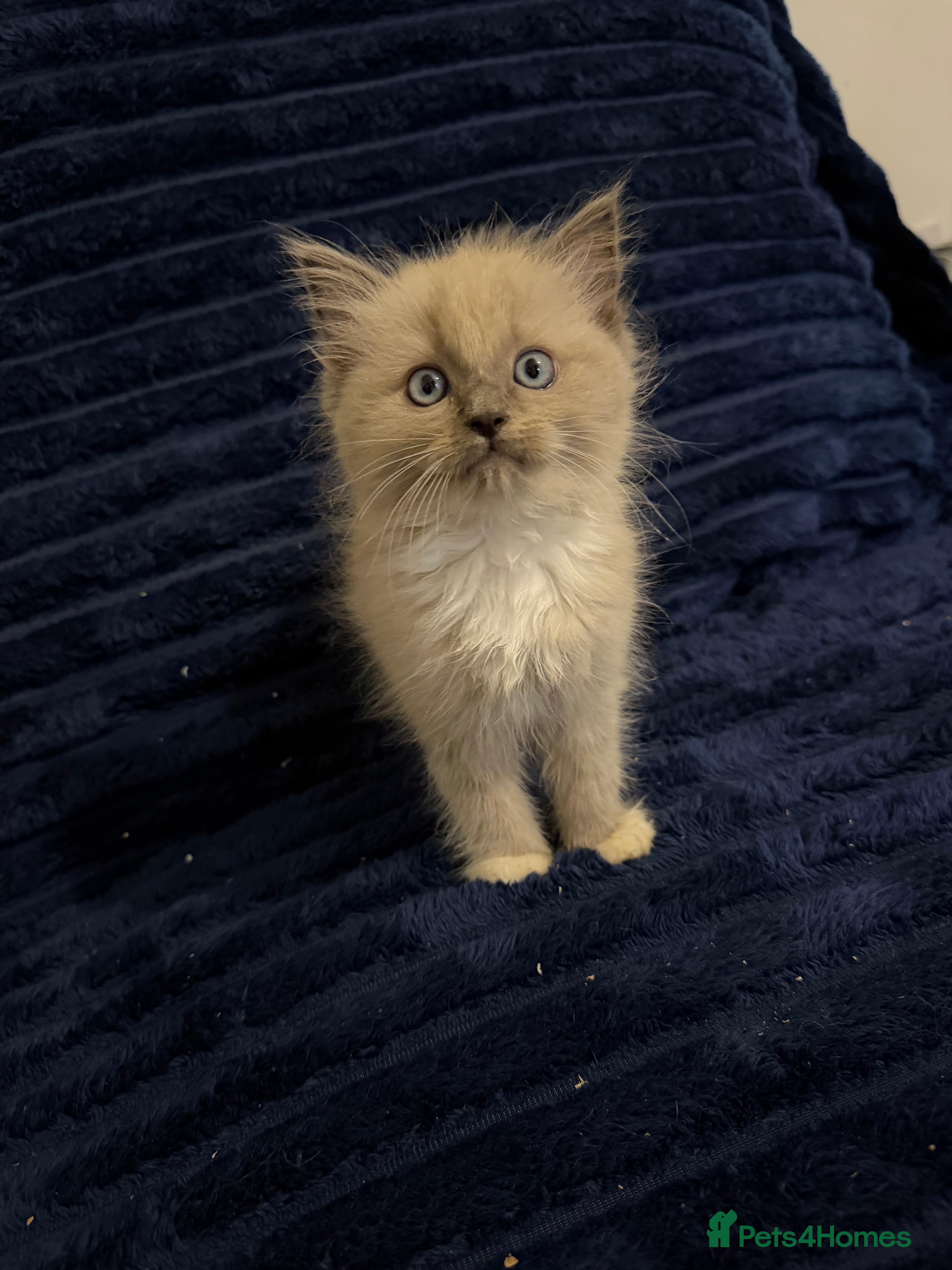 Ragdoll cats Beautiful kittens ready now  - Advert 1