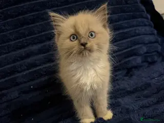 Ragdoll cats Beautiful kittens ready now - Advert 1