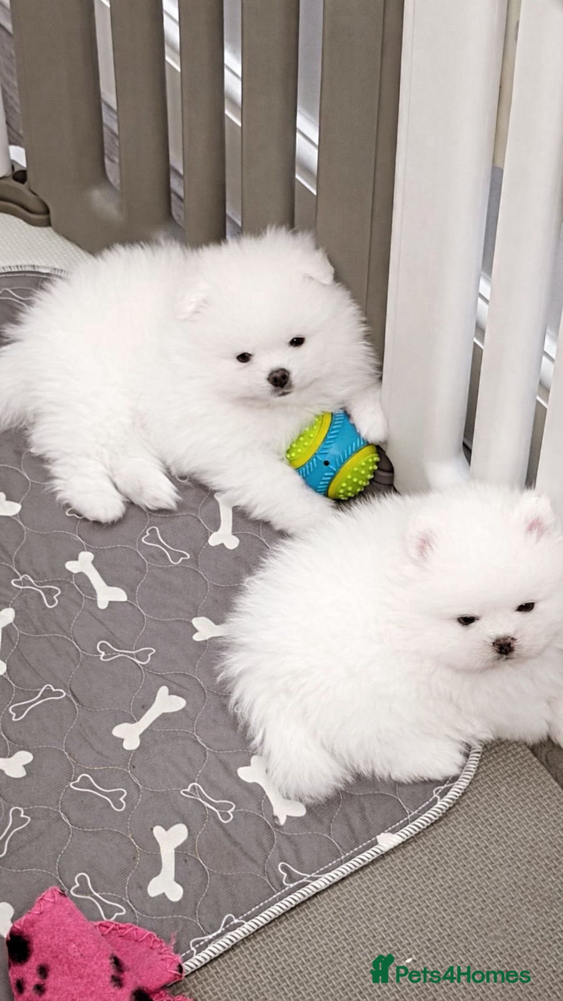 Pomeranian dogs Gorgeous White Teddy Bear Pomeranian Puppies  - Advert 1