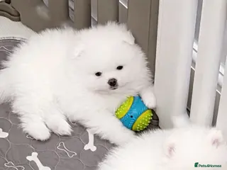 Pomeranian dogs Gorgeous White Teddy Bear Pomeranian Puppies - Advert 2