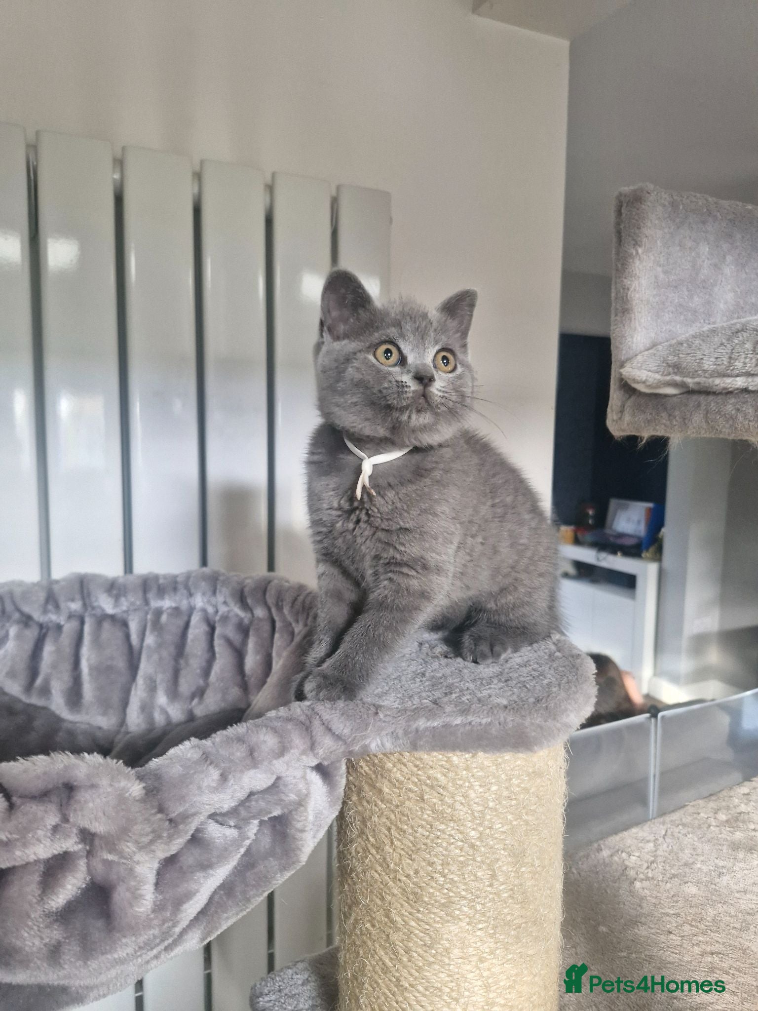 British Shorthair cats British shorthair blue and lilac - Advert 16