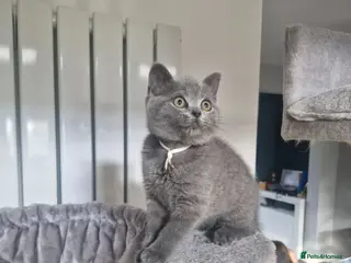 British Shorthair cats British shorthair blue and lilac - Advert 16