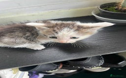 Domestic Shorthair cats for sale: Meet Zora  - Image 2