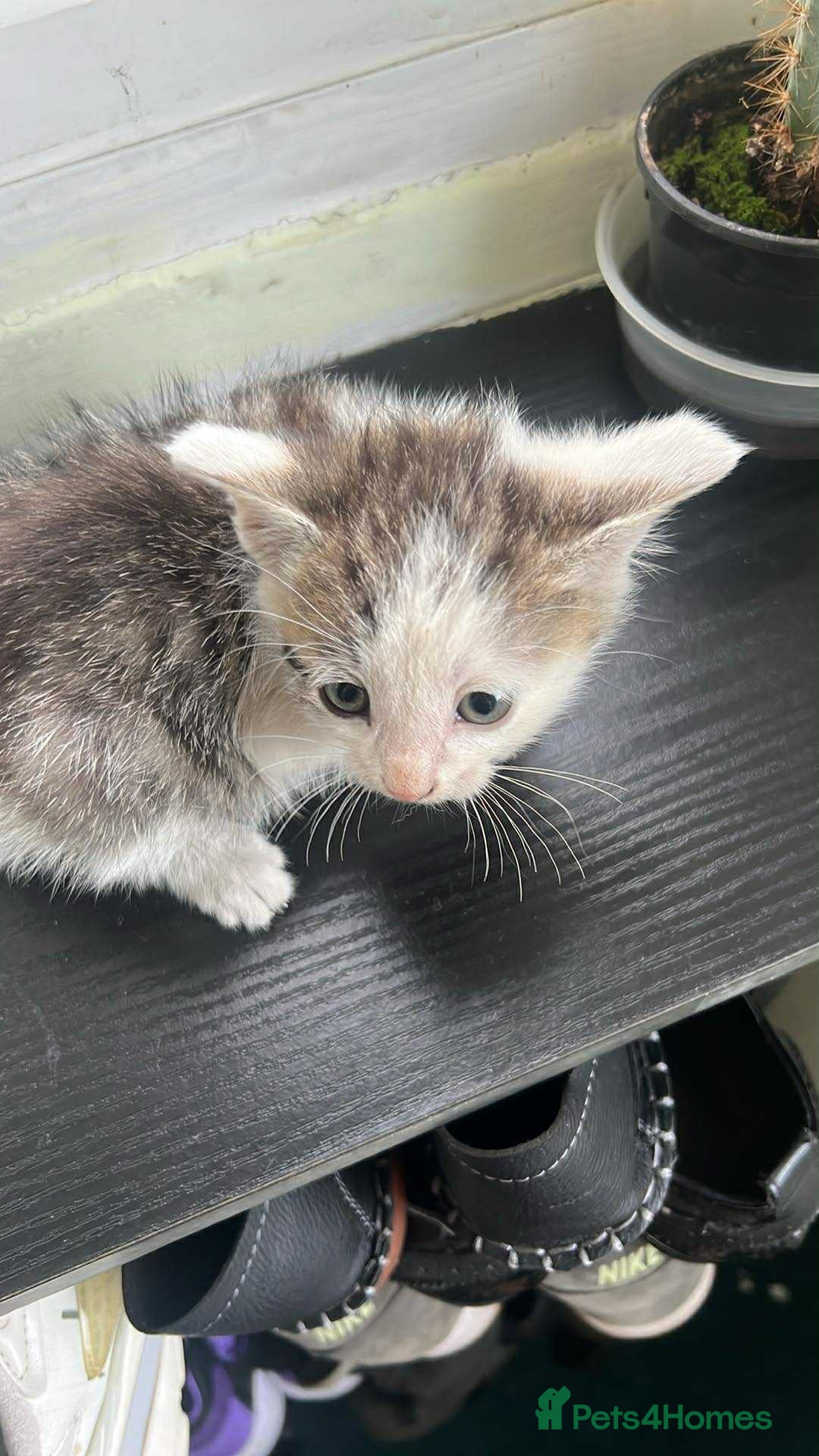 Domestic Shorthair cats for sale: Meet Zora  - Image 2