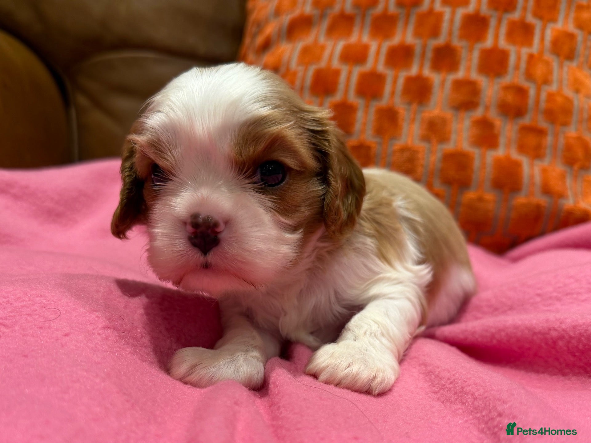 Cavalier King Charles Spaniel dogs KC reg 1 pure ruby boy and 1 Blenheim boy  - Advert 1