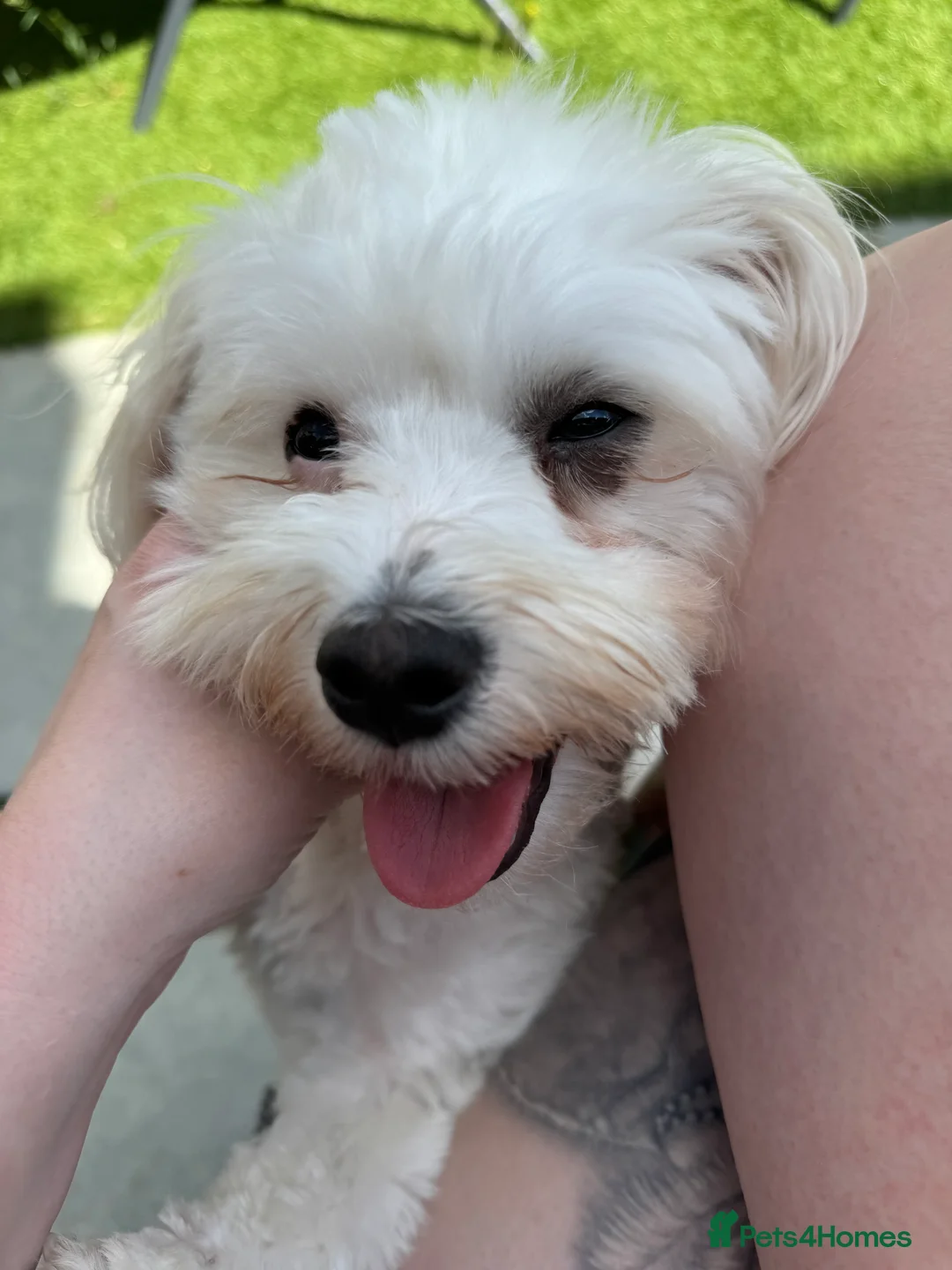 Mixed Breed dogs for sale: Loving dog Winter looking for her forever home - Advert 12