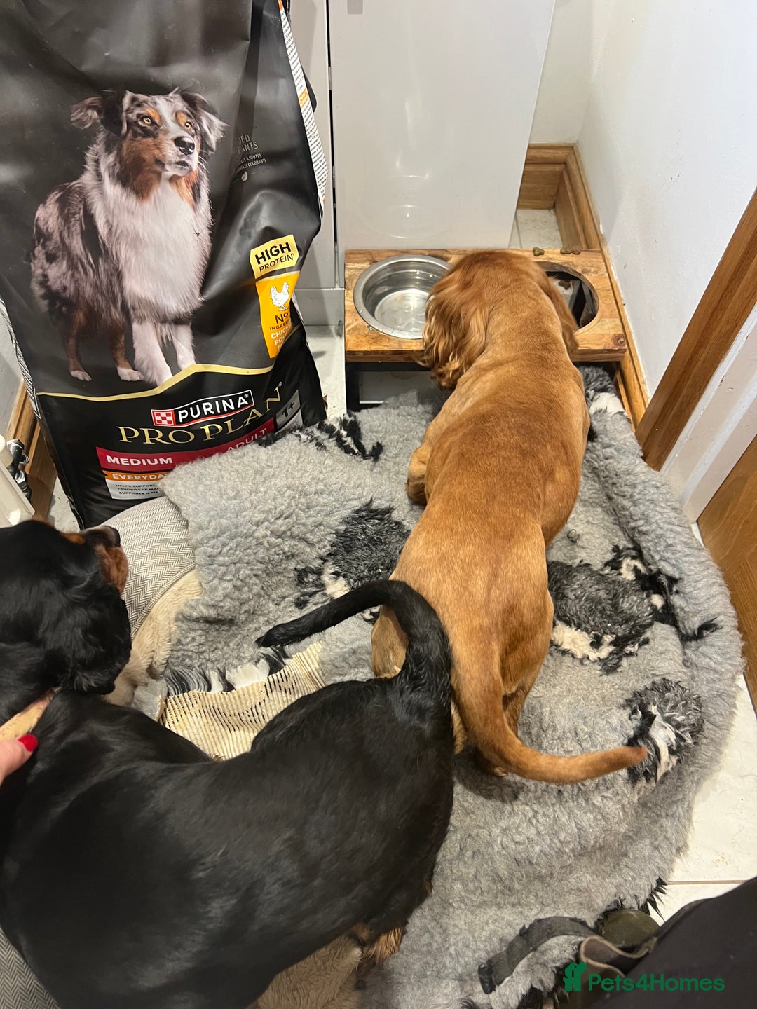 Cavalier King Charles Spaniel dogs for stud: KC REG HEALTH TESTED DARKRUBY CAVALIER PROVEN STUD - Advert 5