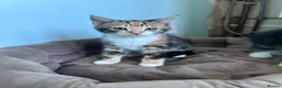 Mixed Breed cats for sale: Three friendly kittens  - Advert 2