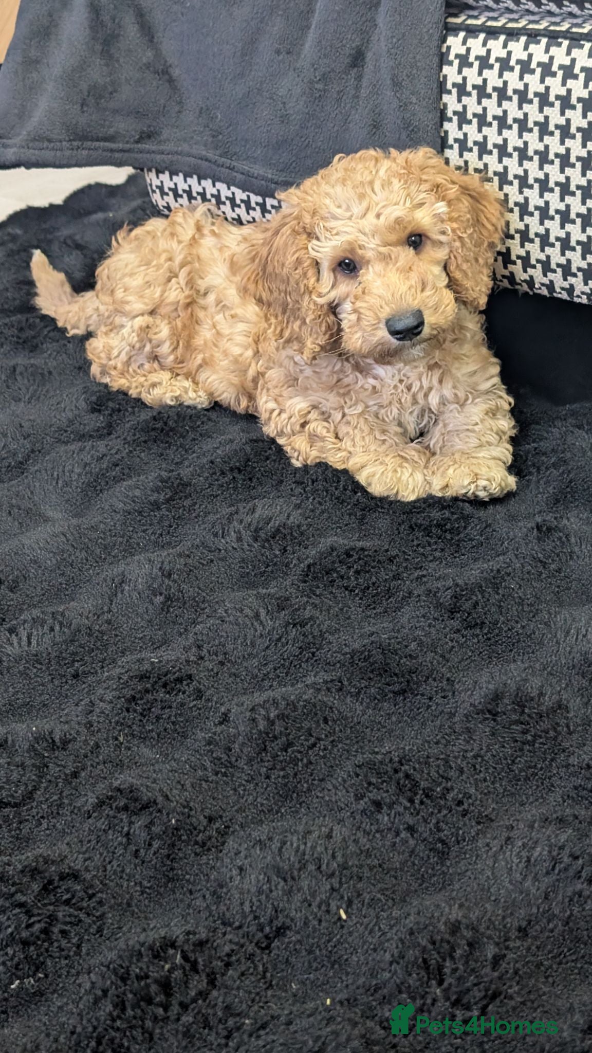 Cavapoochon dogs Cavapoochon Stunning Puppies Ready Now.  - Advert 1