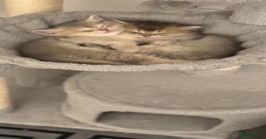 Scottish Fold cats Scottish Shorthair fluffy purebred kittens - Advert 5