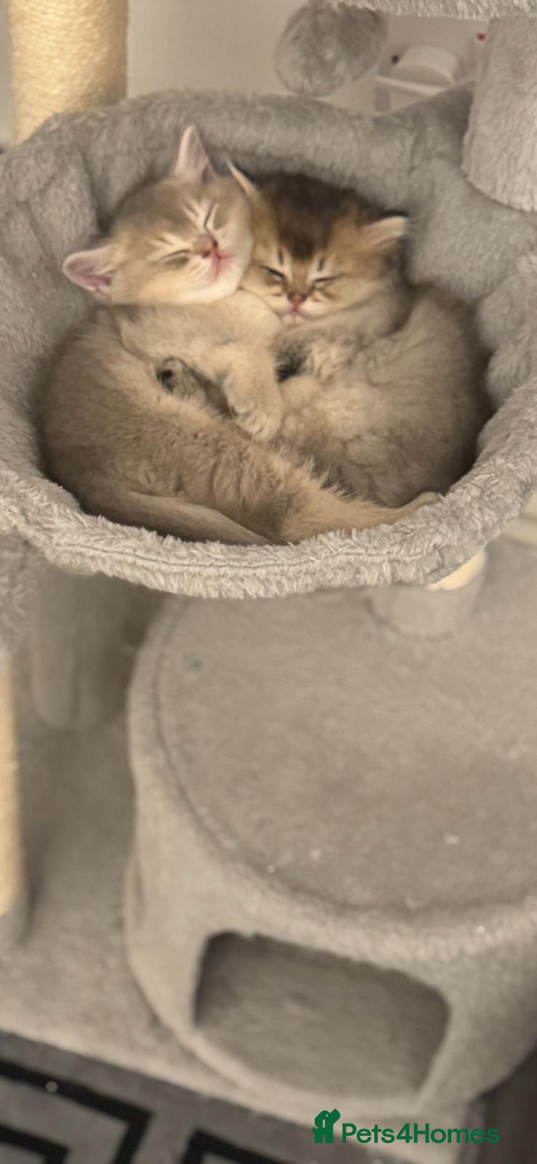 Scottish Fold cats for sale: Scottish Fold Kittens – Ready for New Homes  - Image 4