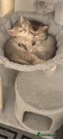 Scottish Fold cats Scottish Shorthair fluffy purebred kittens - Advert 7