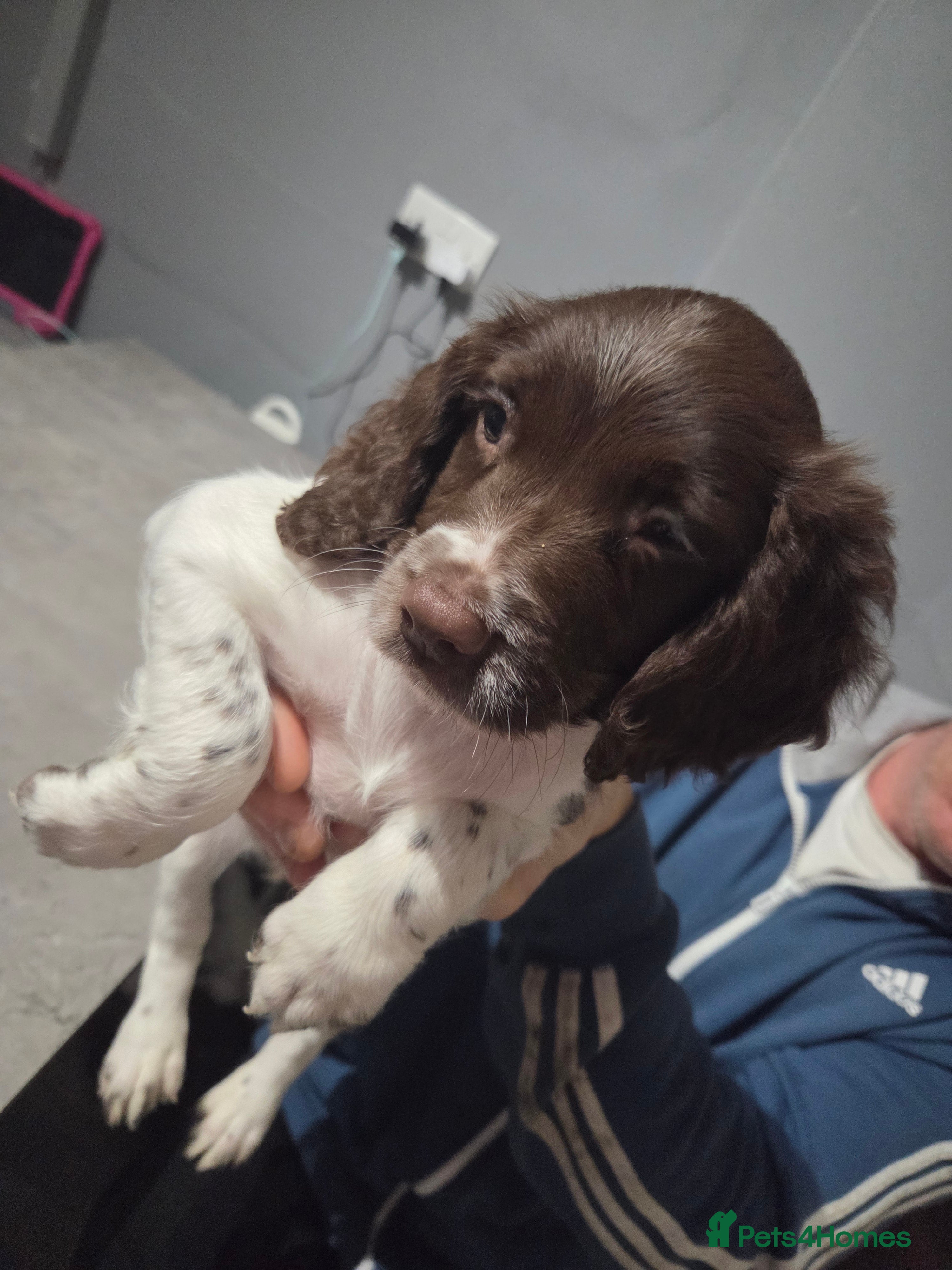 English Springer Spaniel dogs ONLY 1 GIRL REMAINING Springer spaniel puppies  - Advert 5