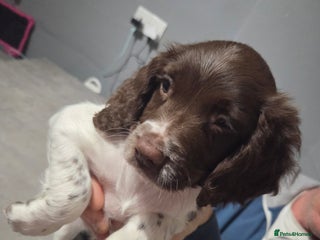 English Springer Spaniel dogs ONLY 1 GIRL REMAINING Springer spaniel puppies - Advert 2
