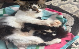 Mixed Breed cats for sale: 2 female kittens   - Image 8