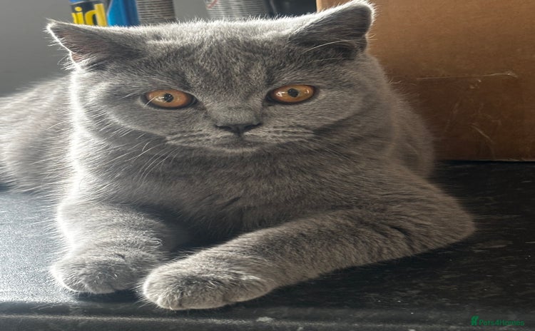 British Shorthair cats in Wakefield - Advert 3