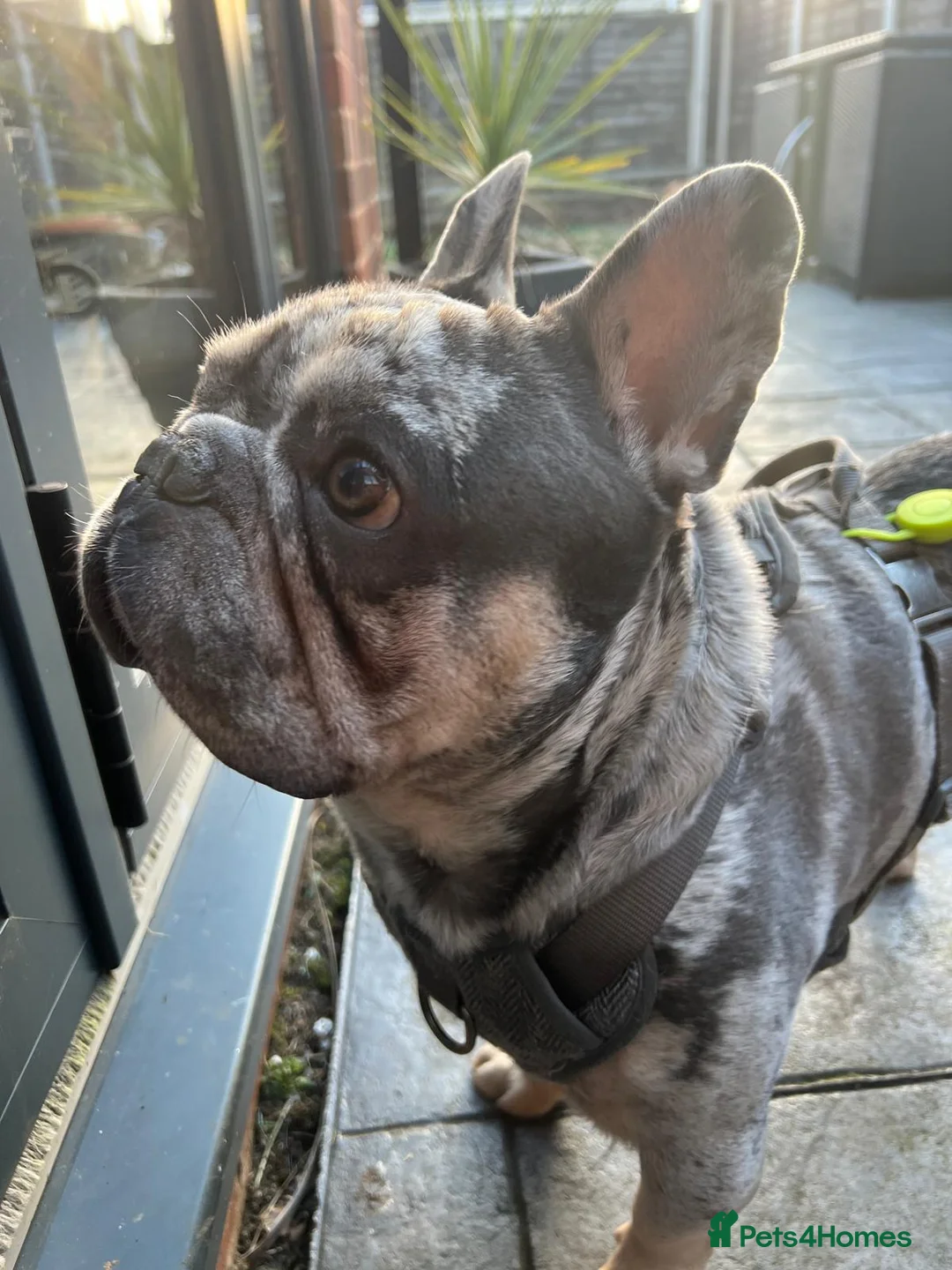 French Bulldog dogs for stud: Stunning blue merle 2year old stud - PROVEN in Lichfield - Advert 16