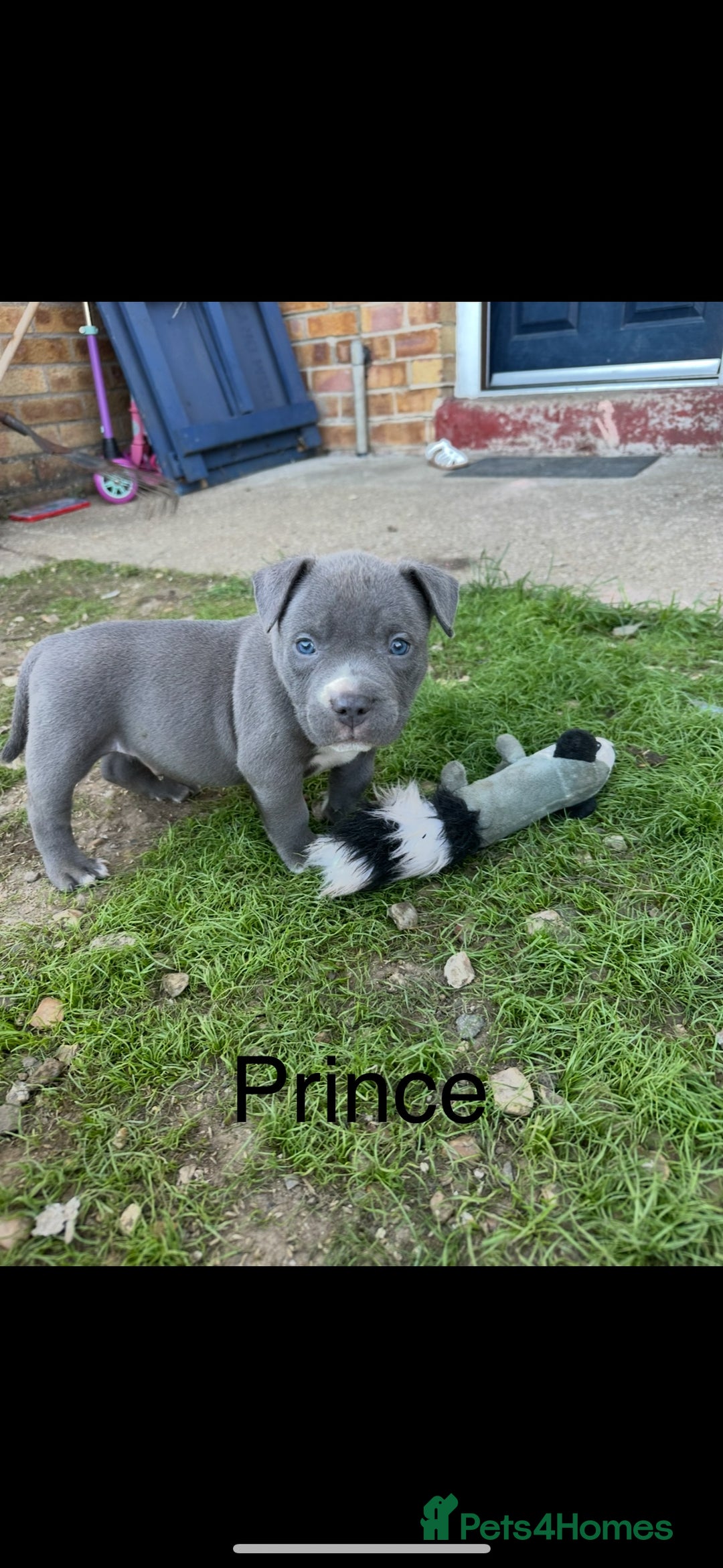 American Bulldog dogs for sale: Pocket bullys - Image 2