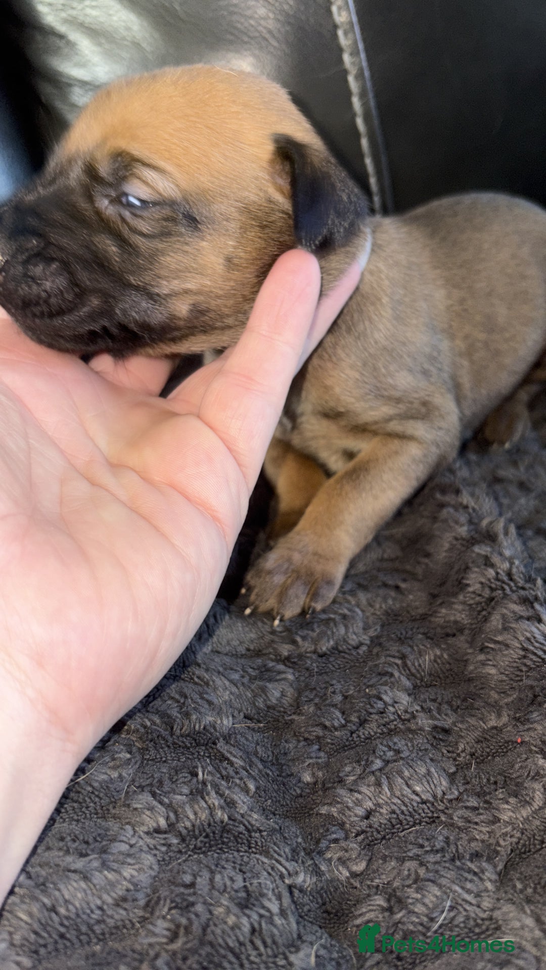 Mixed Breed dogs for sale: Belgian mali cross bullgreyhound PUPPIES  - Advert 30