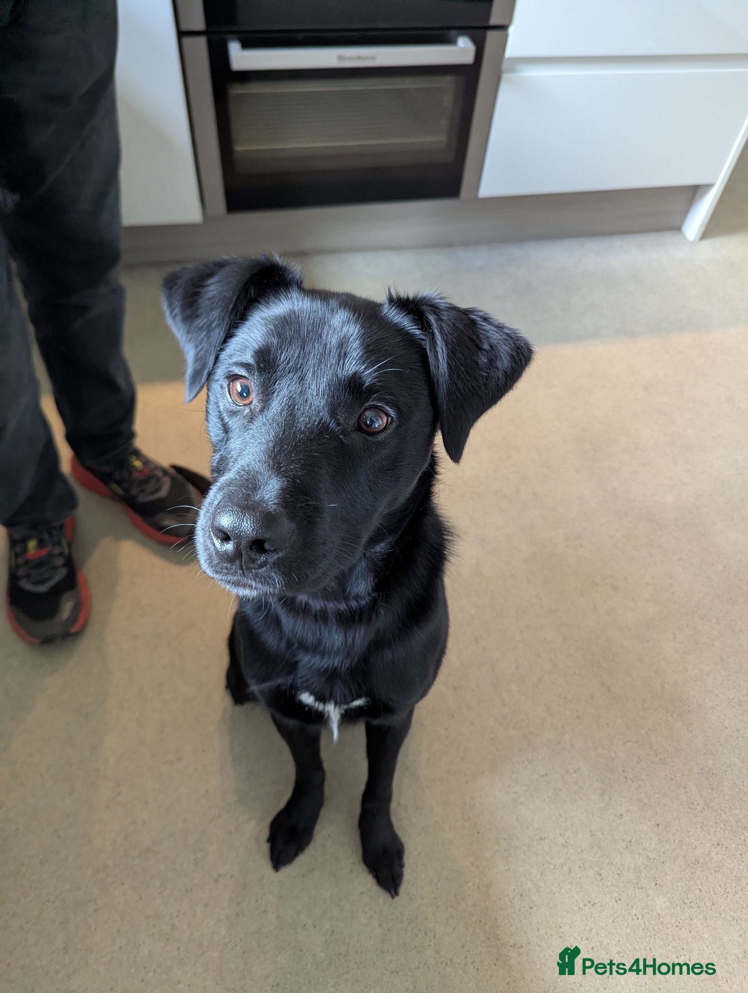 Borador dogs 1 year old Male Borador looking for a forever home - Advert 3