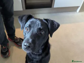 Borador dogs 1 year old Male Borador looking for a forever home - Advert 3