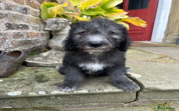 Bedlington Terrier dogs - Advert 1