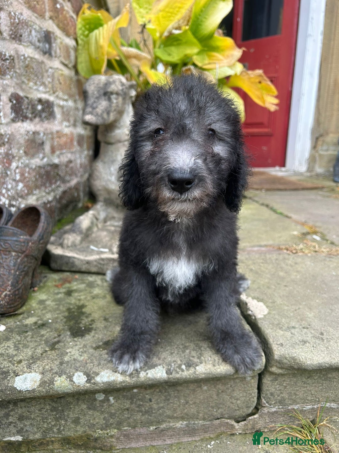 Bedlington Terrier dogs for sale: Super friendly KC Reg. CT Clear Male Puppy - Image 1