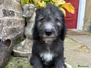 Bedlington Terrier dogs - Advert 2