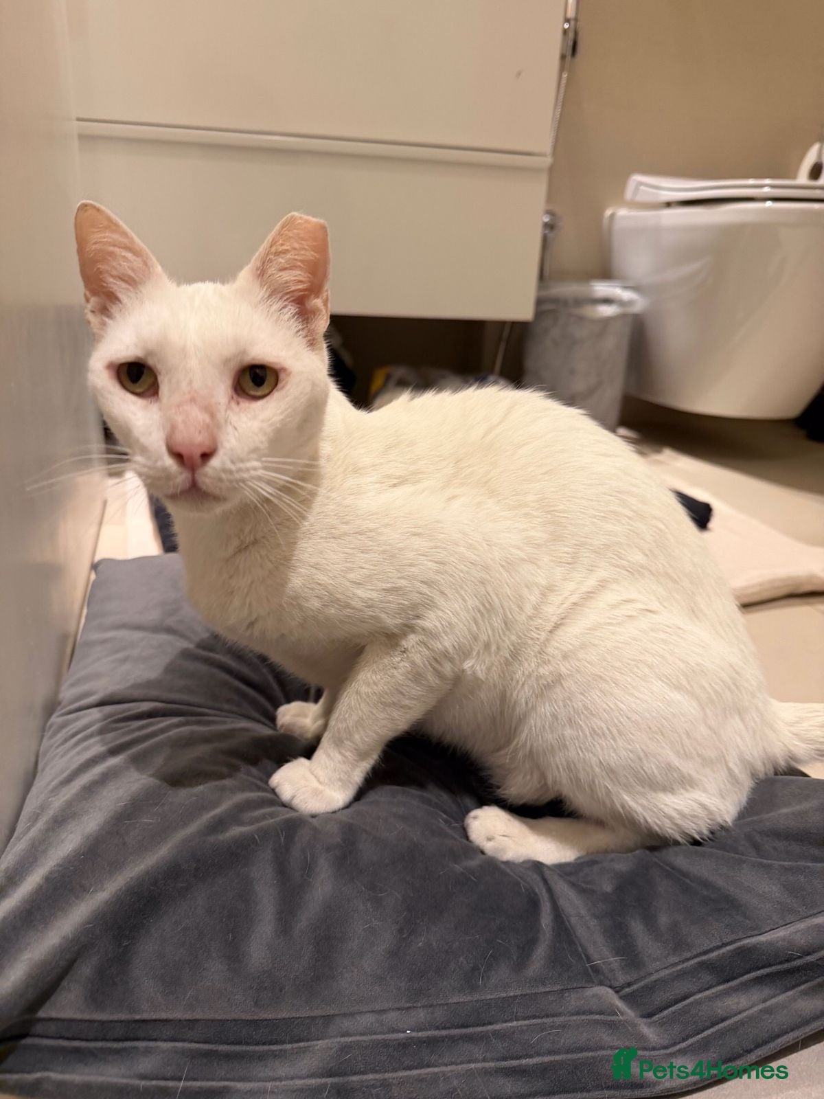 Mixed Breed cats HELP ! I AM FIV= I AM GREAT NO ONE WANTS 2ADOPT ME - Advert 1