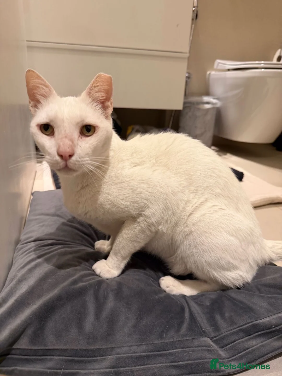 Mixed Breed cats for adoption: HELP ! I AM FIV= I AM GREAT NO ONE WANTS 2ADOPT ME - Advert 1